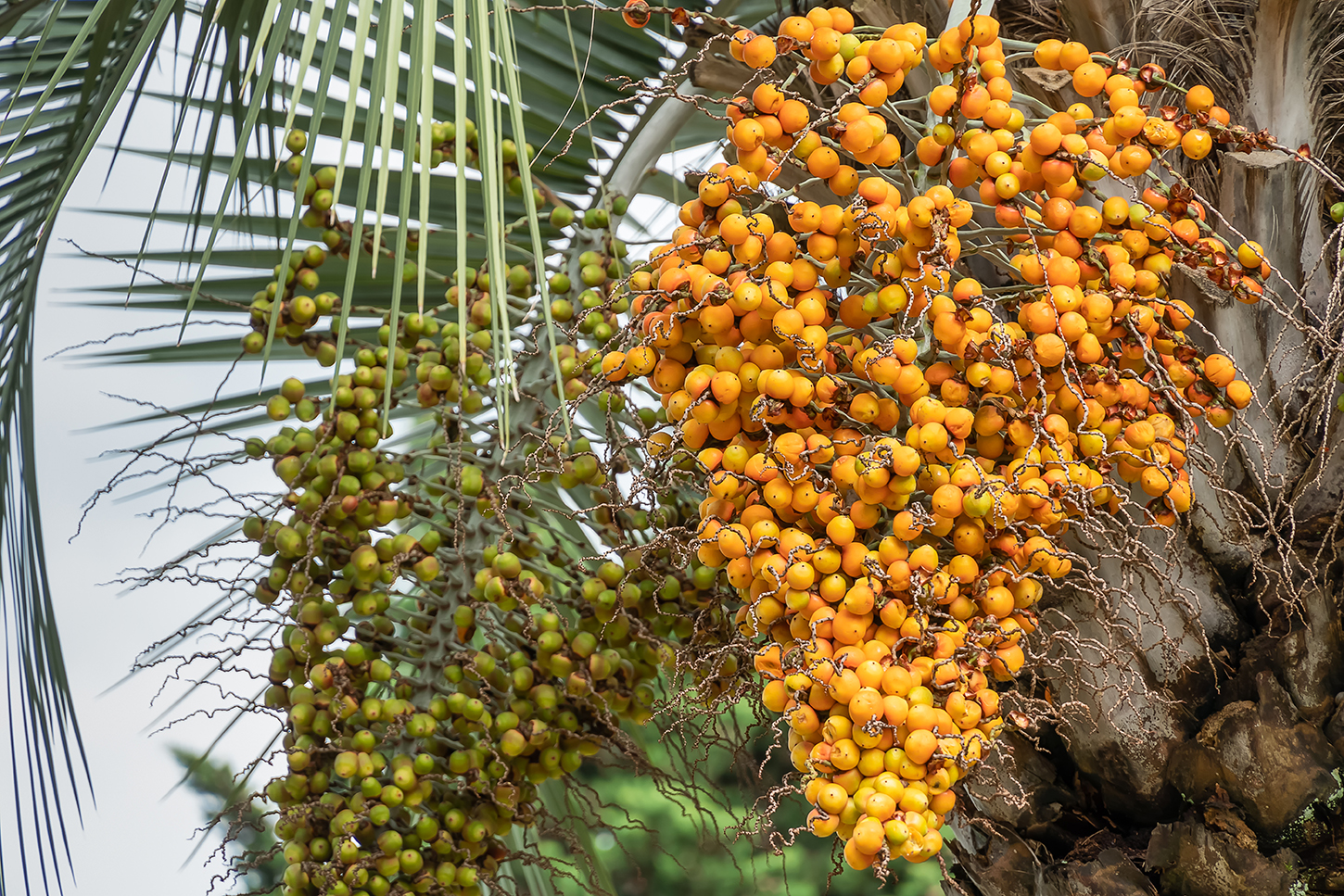 Memória na Fazenda em COQUINHOS