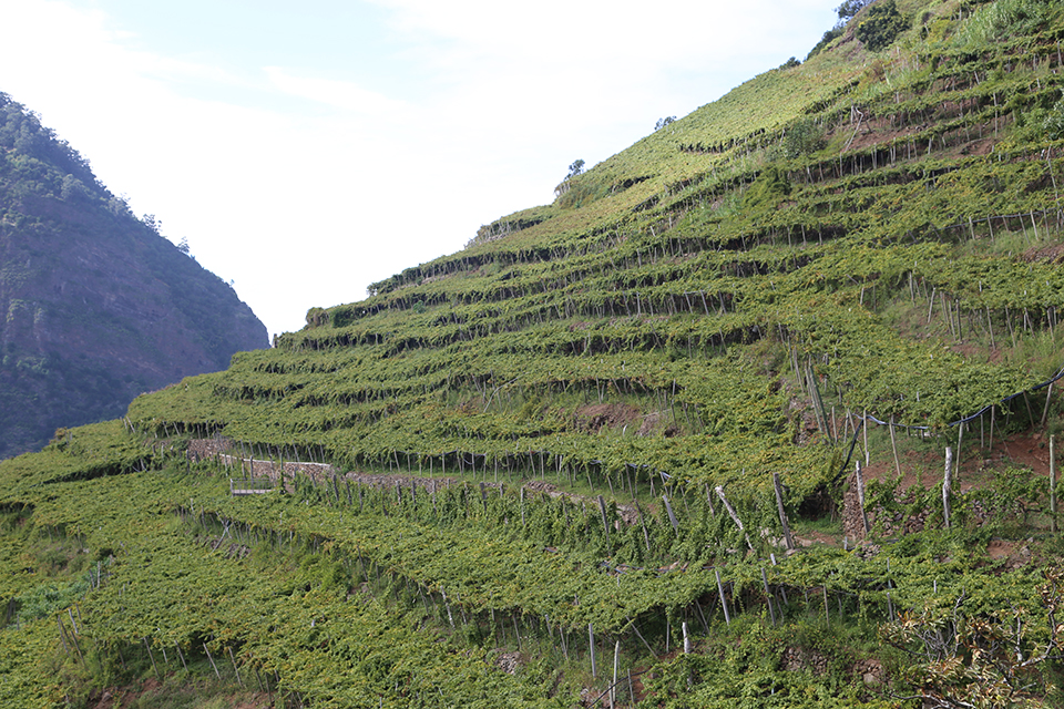 ilha da madeira 14 - Revista Estilo Zaffari