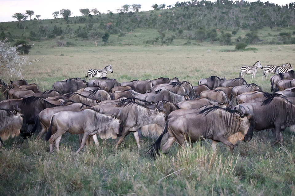 tanzania 2 - Revista Estilo Zaffari