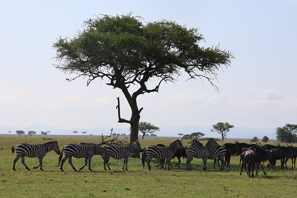 tanzania 3 1 - Revista Estilo Zaffari