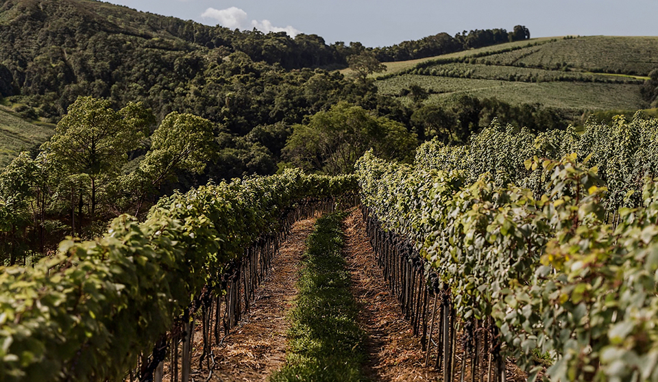 iribarrem 4 - Revista Estilo Zaffari