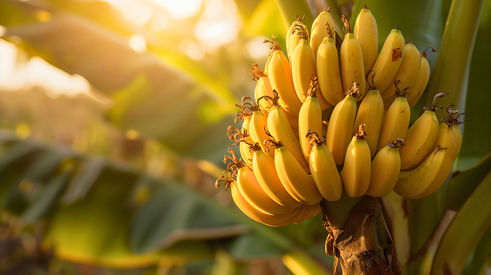 banana 5 - Revista Estilo Zaffari