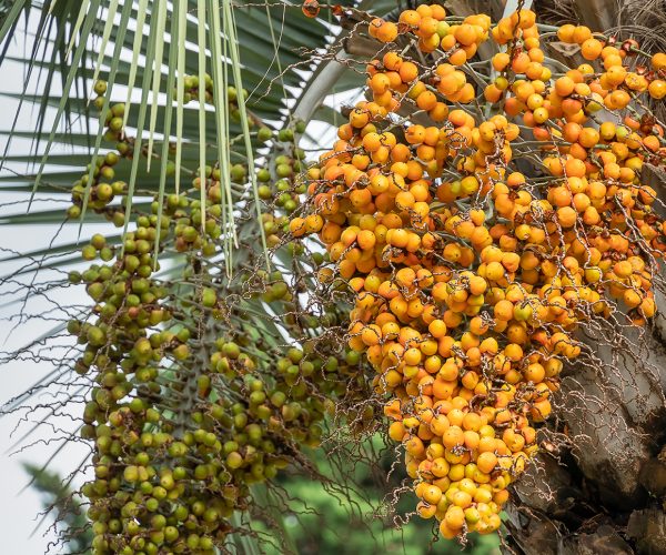 Close-up of yellow and green fruits of the Pindo jelly palm (butia capitata) hanging from a tree