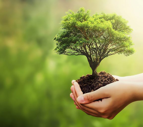 arvoredepresente 2 hand holding tree on blur green nature background. concept eco earth day