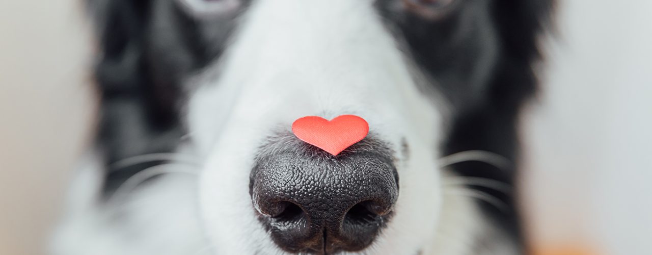 St. Valentine's Day concept. Funny portrait cute puppy dog border collie holding red heart on nose on white background. Lovely dog in love on valentines day gives gift