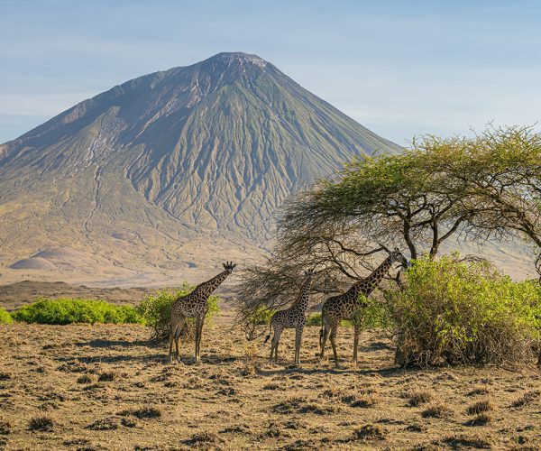 Three giraffes eating from a tree, Lake Natron Area, Tanzania