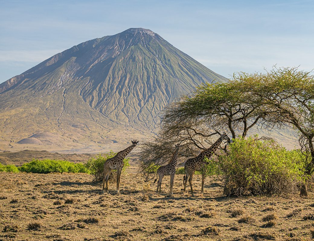 Three giraffes eating from a tree, Lake Natron Area, Tanzania