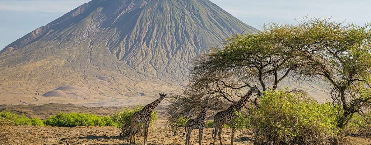 Three giraffes eating from a tree, Lake Natron Area, Tanzania
